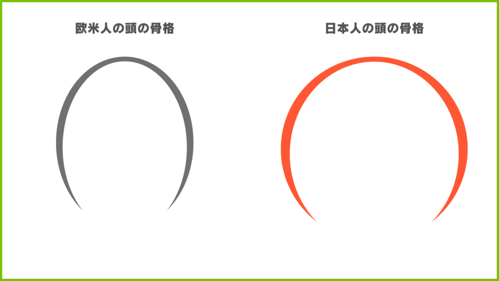 欧米人と日本人の骨格の違いについて